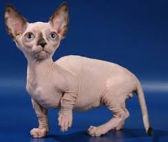 Gato Dwelf sin pelo orejas curvadas