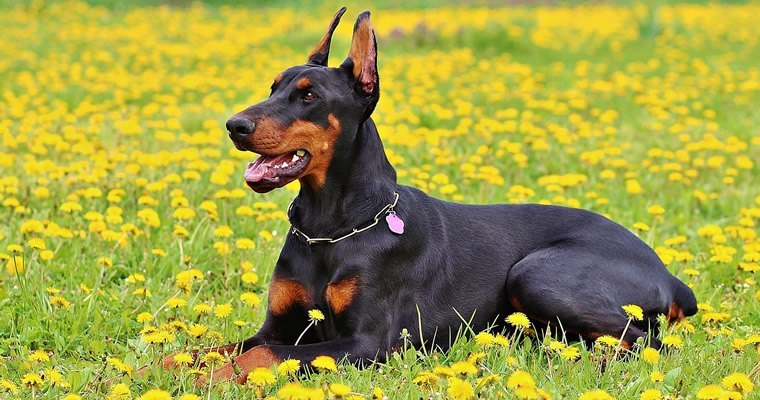 Doberman