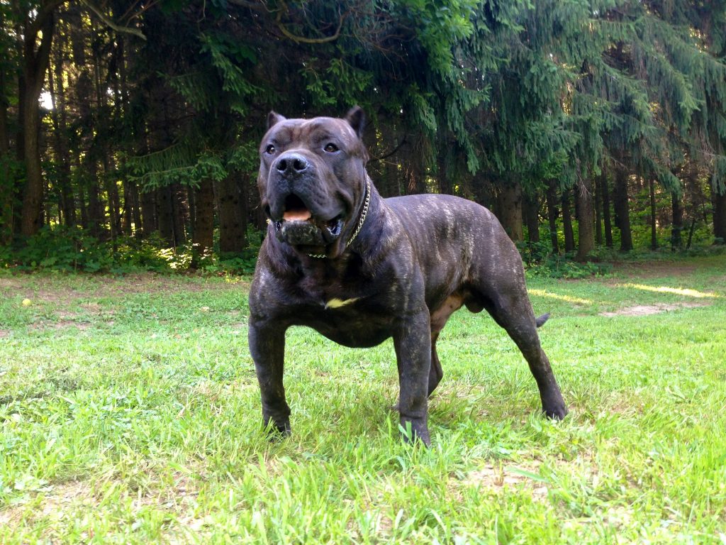 Presa Canario