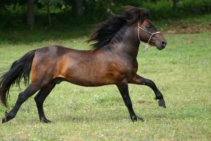 caballo gallego
