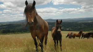 caballo gallego