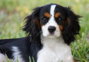 cavalier king charles spaniel