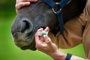 desparasitar caballos