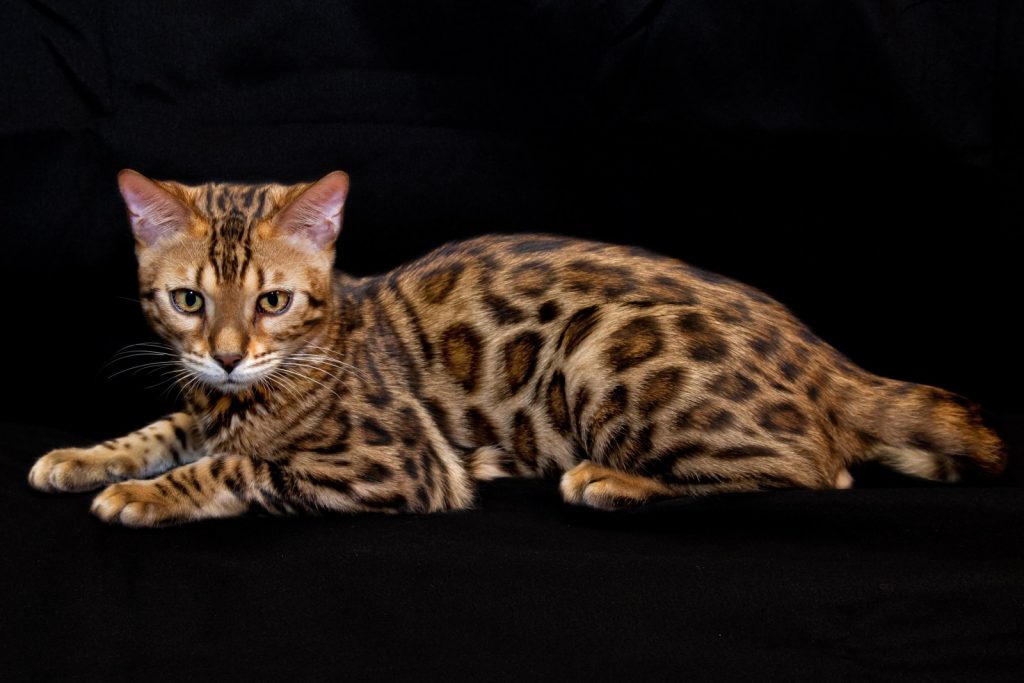 gato toyger
