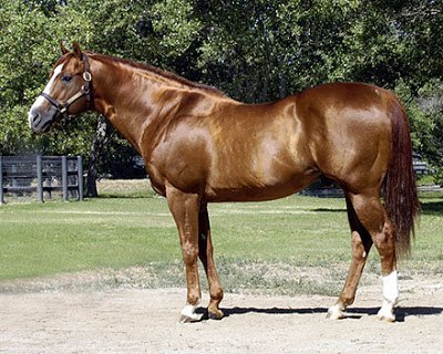 Caballo Quarter Horse
