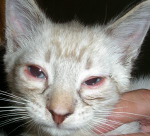 ojos rojos en los gatos1