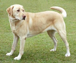 perros para clima cálido