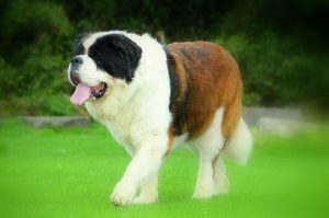 Perros gigantes