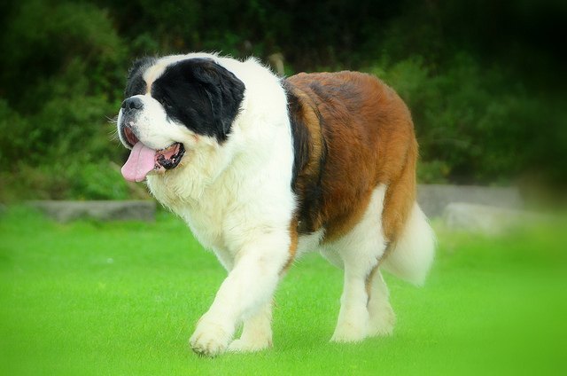 Perros gigantes