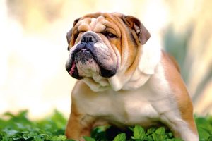 Bulldog ingles adulto