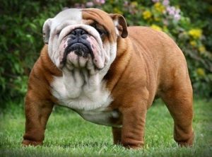 Perros robustos y pequeños