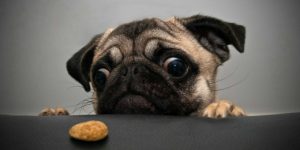 funny pug