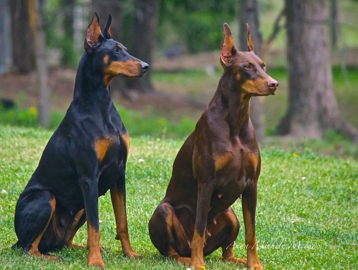 perros para clima cálido