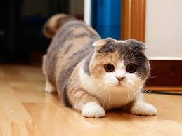 gato scottish fold1