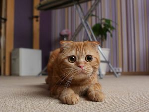 gato scottish fold2