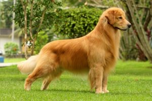 Perros cariñosos y grandes