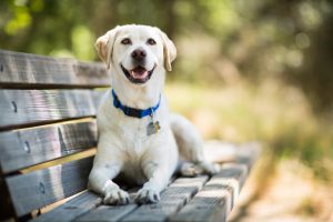 Perros más cariñosos y grandes