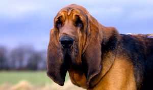 perros que sufren cataratas