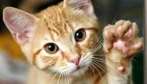 problemas respiratorios en gatos1