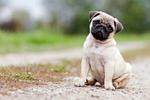 Perros pequeños y cariñosos