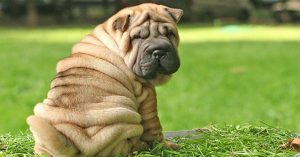 perros para clima cálido