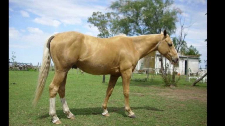 El Caballo Bayo: Guía sobre su Capa, Genética (Gen Cr) y Cuidados