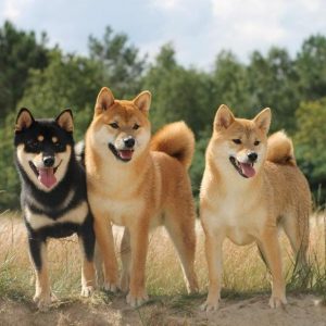 perros japoneses