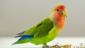 agapornis