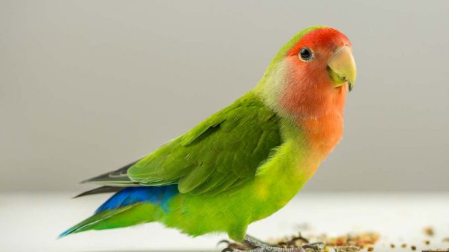 agapornis