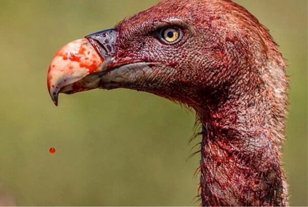 Aves más peligrosas del mundo