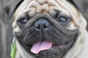 mejores perros de compañía