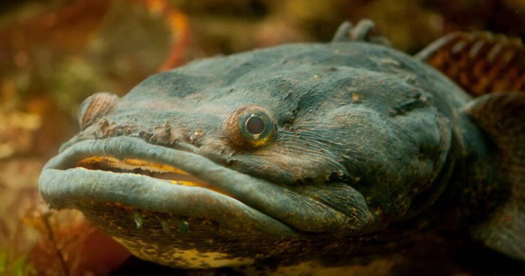 Los peces más raros del mundo, características e imágenes [2026]
