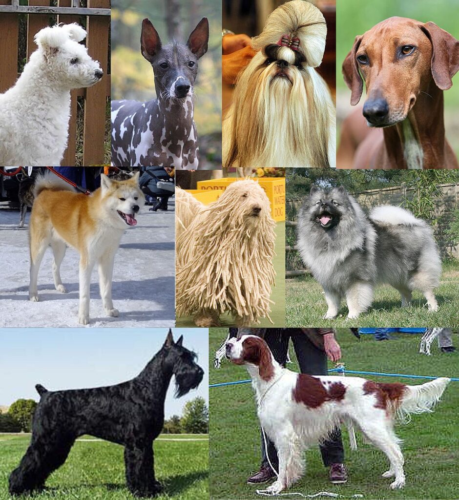 perros