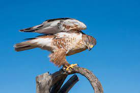 Aves rapaces