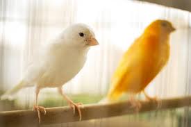 pájaros domésticos