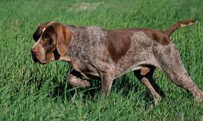 Perdiguero de Burgos, perro de muestra español
