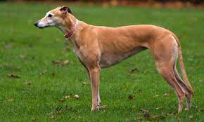 Galgo español corriendo en el campo