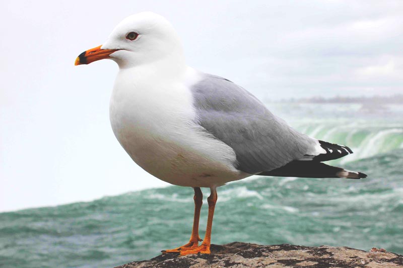 Gaviota