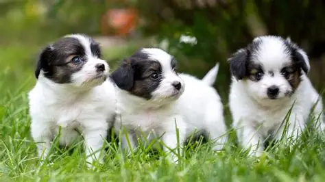 Tabla comparativa perros ideales para pisos pequeños