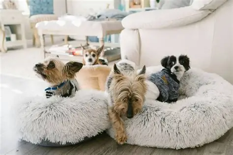 Perros ideales para vivir en pisos pequeños