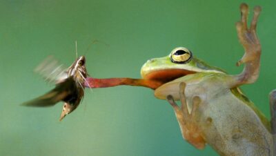 Qué comen las ranas: dieta según especie, tamaño y hábitat